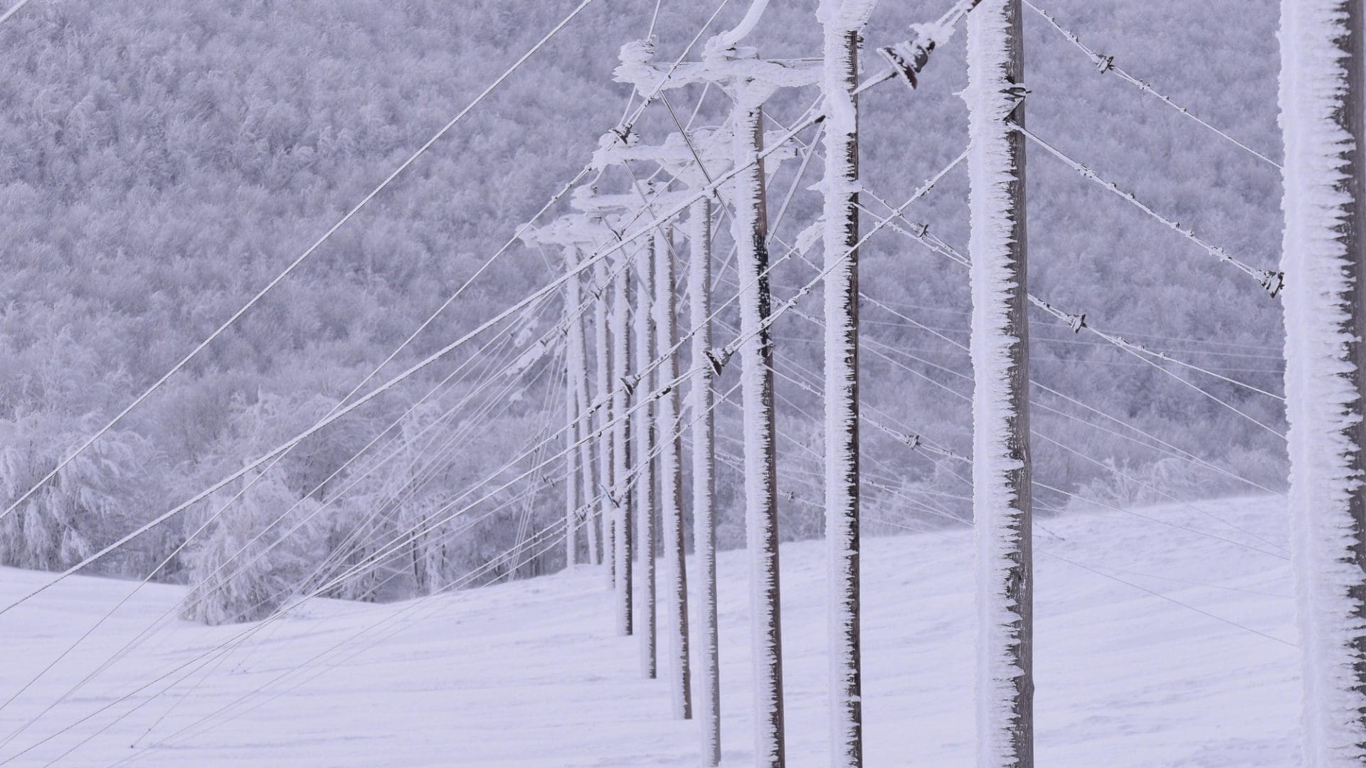 Frozen Telephone Poles